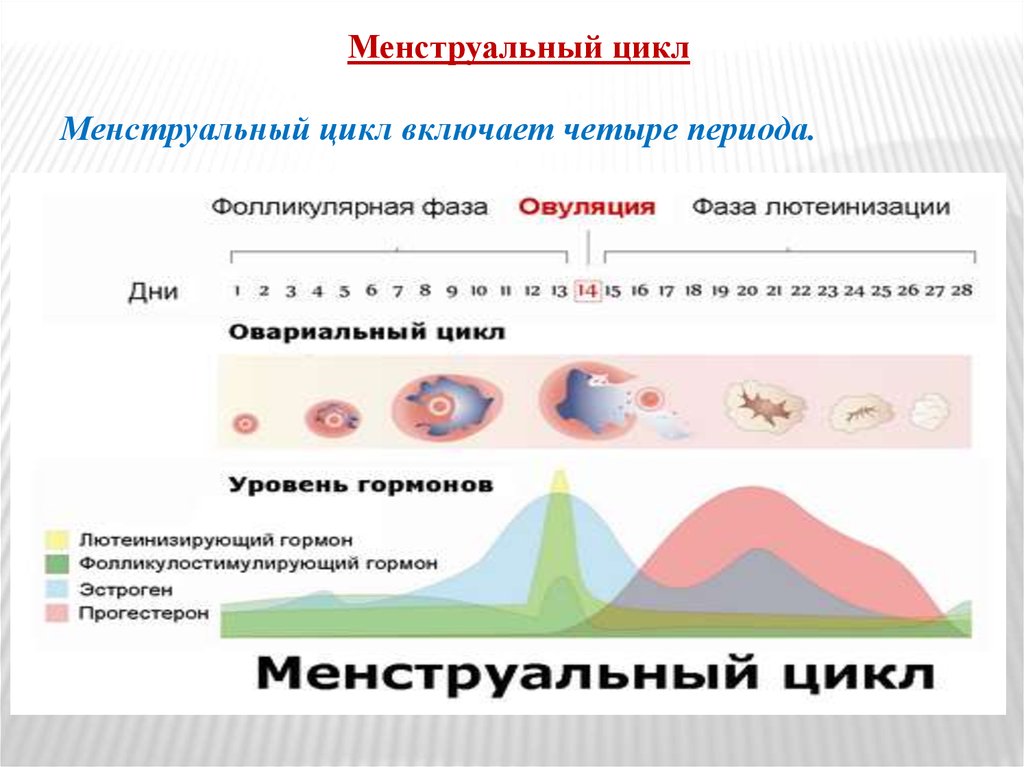 фсг норма у женщин по возрасту таблица